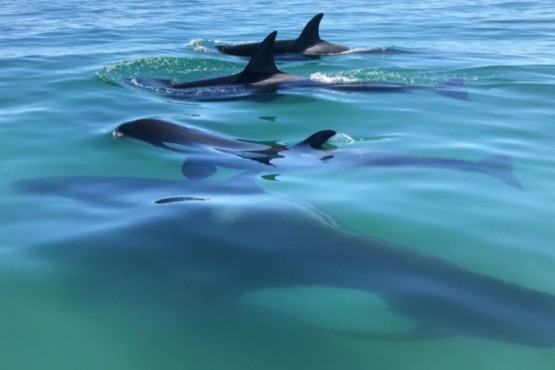 Orcas sorprendieron a pescadores en Península Valdés