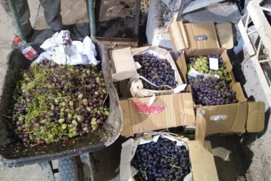 Decomisan uvas enviadas desde Catamarca a Caleta Olivia