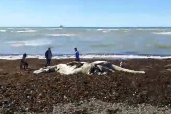 Encuentran una ballena muerta en descomposición