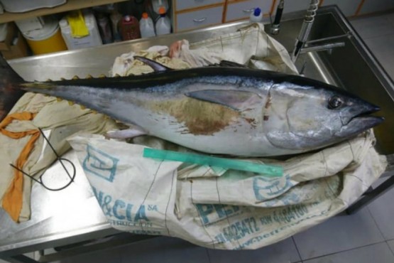 Encuentran un atún azul muerto con plástico en su interior