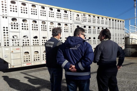 Senasa inspeccionó primera exporatación de ovinos por sistema de autogestión