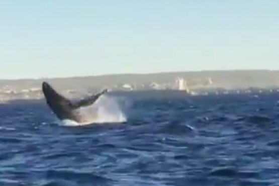 Filmaron una ballena jorobada frente a Puerto Madryn