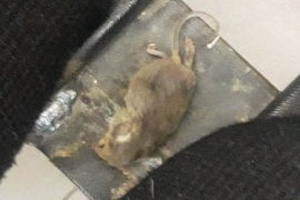 Se fue a sacar sangre para la libreta sanitaria y encontró una rata