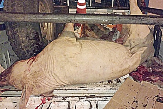 El porcino fue incinerado el vaciadero municipal de Puerto Santa Cruz.