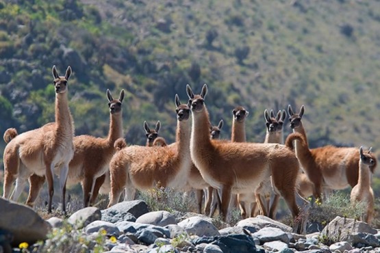 Habría cambios en el Plan de Manejo del Guanaco que habilitaría a Chubut a comercializar