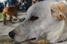 El Operativo Lola 2 y "la posibilidad de ayudar" a sus mascotas