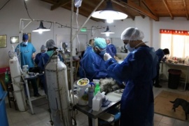 Esterilizaron 200 animales en la campaña de castración intensiva