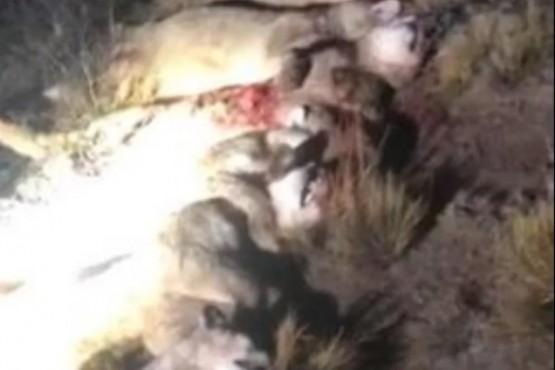 Mataron a siete pumas en dos horas en campos de Chubut