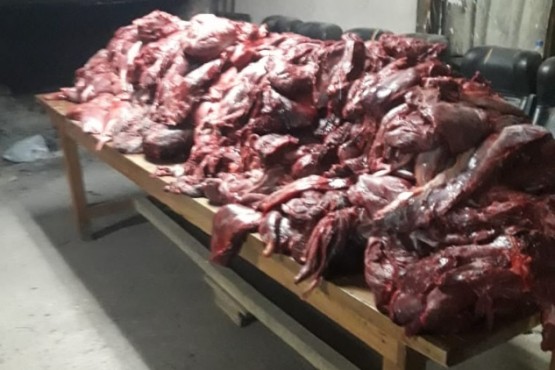 Incautaron una camioneta con 700 kg de carne de guanaco