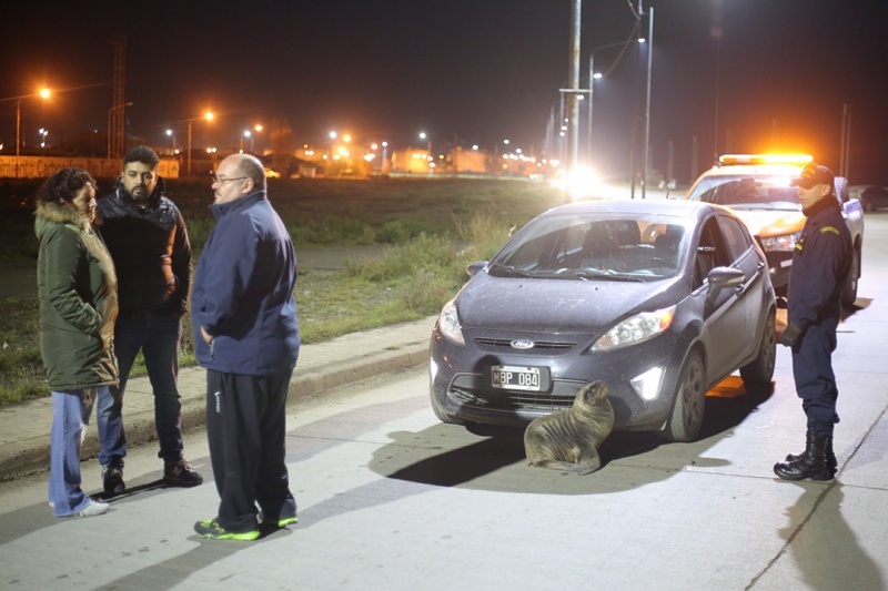 El lobo marino apareció en la costanera. (C.G)