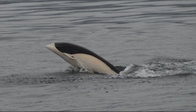 Por primera vez se fotografiaron delfines lisos en las aguas australes de Chile, específicamente en el Estrecho de Magallanes. Las imágenes fueron captadas por el biólogo marino Marco Pinto de @IDEAL_Centro