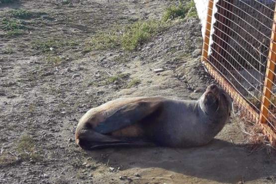 Encuentra lobo marino durmiendo en la costanera de Rada Tilly 