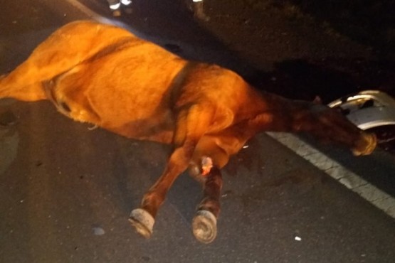 Chocó contra un caballo en plena ruta