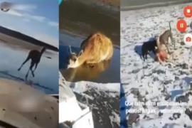 Se filmaron atropellando un guanaco y luego lo devoran dos perros