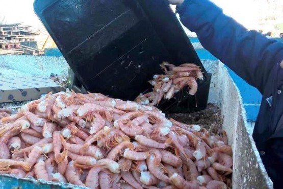 Decomisaron más de 168 kilos de langostinos.