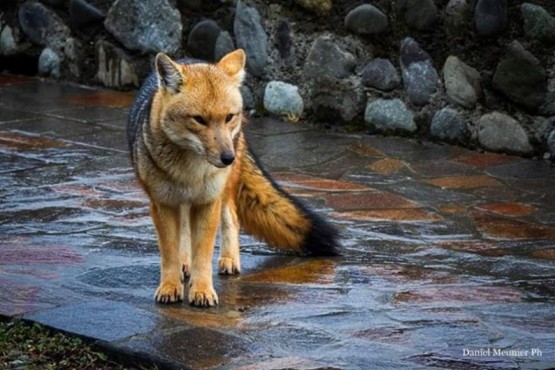 “Tu comida mata”, la campaña para que los visitantes no alimenten a la fauna silvestre