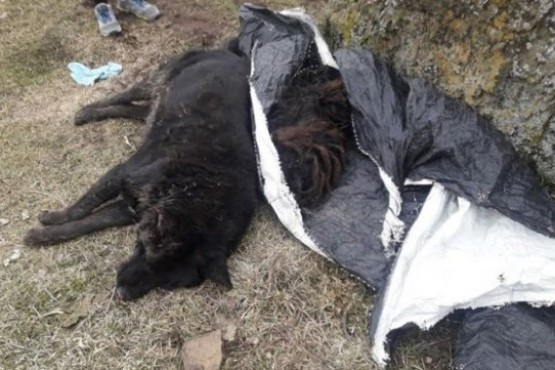 70 kilos de carne, muerte masiva de perros y una denuncia penal