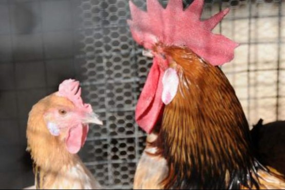 Veganos separan a gallos de las gallinas 