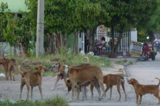 Jauría de perros atacó al pequeño (Foto ilustrativa)