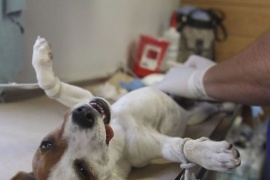 Inauguran un hospital de mascotas: tendrá guardias las 24 horas, quirófano y salas para internación