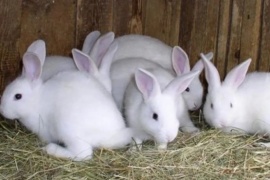 Veganos intentaron rescatar conejos de una granja y mataron a 100