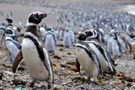 Inauguración oficial de la Temporada de Pingüinos