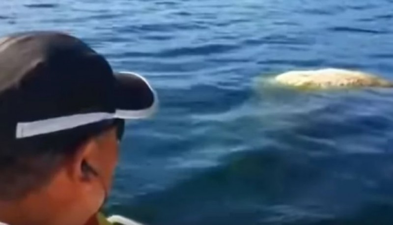 Pescadores captaron un video de la extraña criatura.  