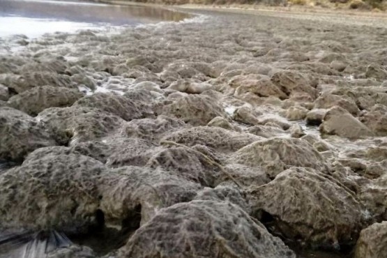 Las algas colonizaron las rocas sobre el río Santa Cruz. 