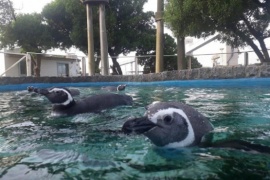 Curaron tres pingüinos y los devolvieron al mar