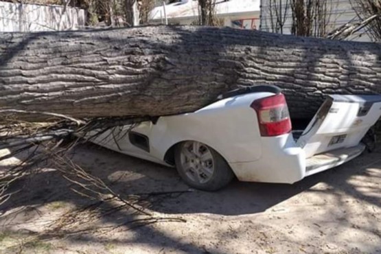 El enorme árbol produjo el mayor destrozo en un utilitario que se encontraba cerca de la dependencia.