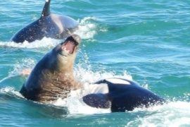 Fotografían el momento en que dos orcas atacan a un elefante marino adulto
