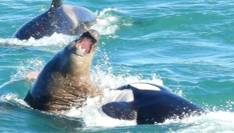 Lobos registró el ataque de la Orca al elefante adulto (foto Facebook Juan Carlos Lobos/JC Fotografía Animal)