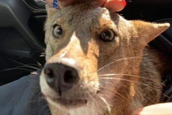 La foto que le sacó el hombre al coyote.