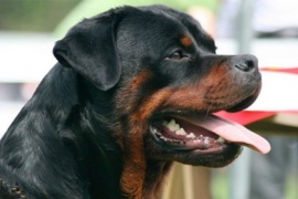 Nena atacada por un Rottweiler sufrió hundimiento de cráneo