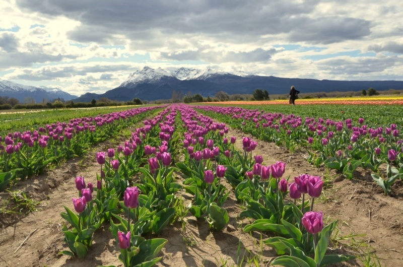 Campo de Tulipanes. 