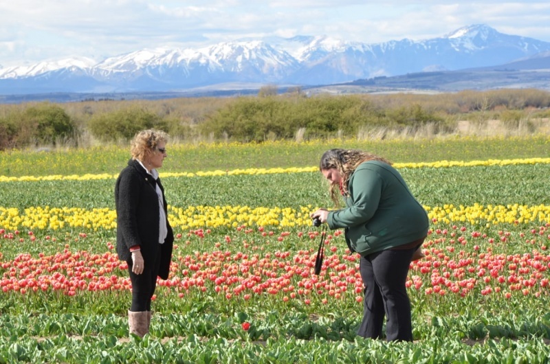 Campo de Tulipanes. 