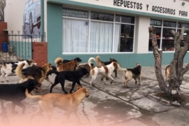 Santa Cruz: el grave problema de los perros callejeros, la castración y eutanasia