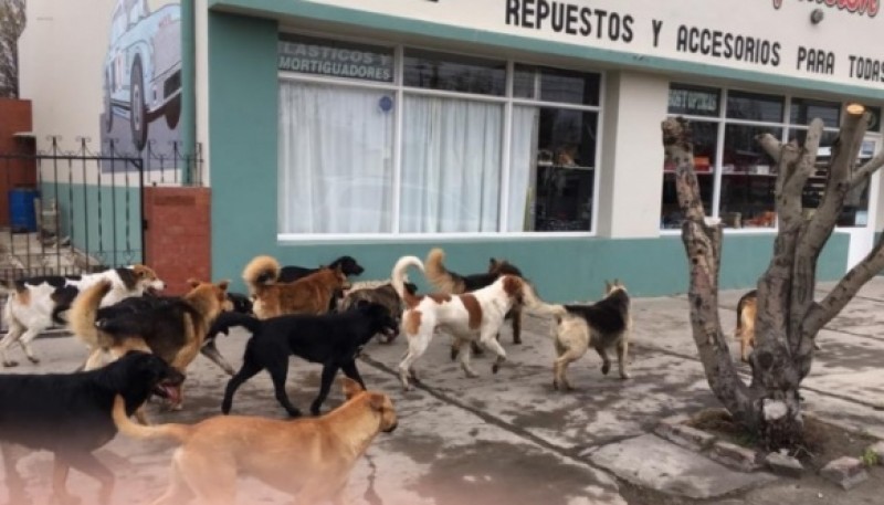 Perros en Río Gallegos (Foto archivo).