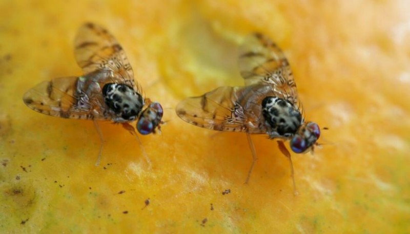 Las moscas viajan a Bolivia para combatir plagas.