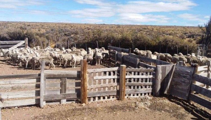 Los animales que fueron recuperados de la estancia de la suboficial. 