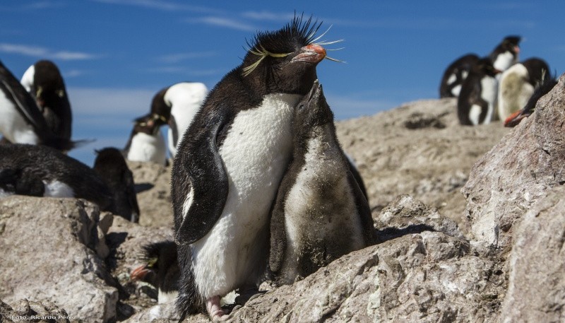 Pingüinos de penacho amarillo. (Secretaría de Turismo de Puerto Deseado/Fotógrafo Ricardo Pérez)