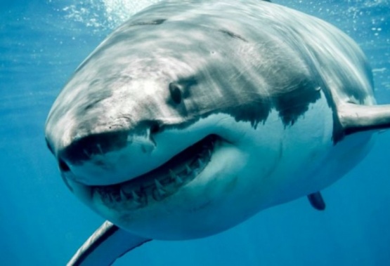 Nadaba con su hijo y la atacó un tiburón: perdió las manos y un pecho