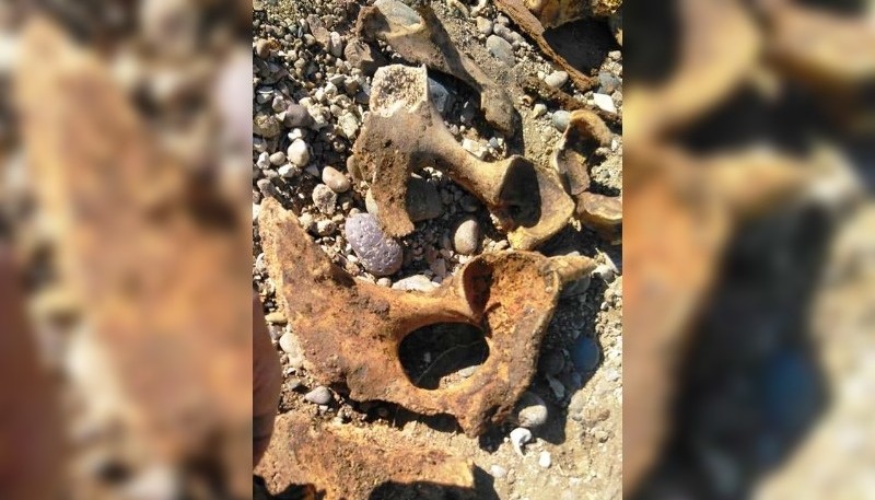Algunos de los huesos encontrados.