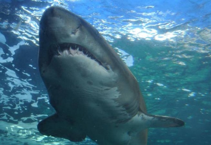 Imagen ilustrativa de un tiburón blanco.