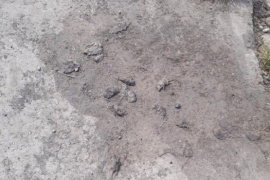 Encontraron roedores muertos en cercanías de un centro comunitario