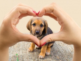 Tener un perro reduce un 24% las probabilidades de morir