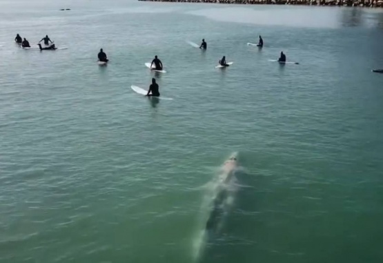 El momento fue captado por un dron. Foto: Captura de pantalla