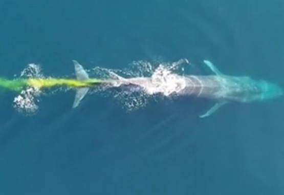 Captan el momento exacto en que la ballena azul defeca en el océano