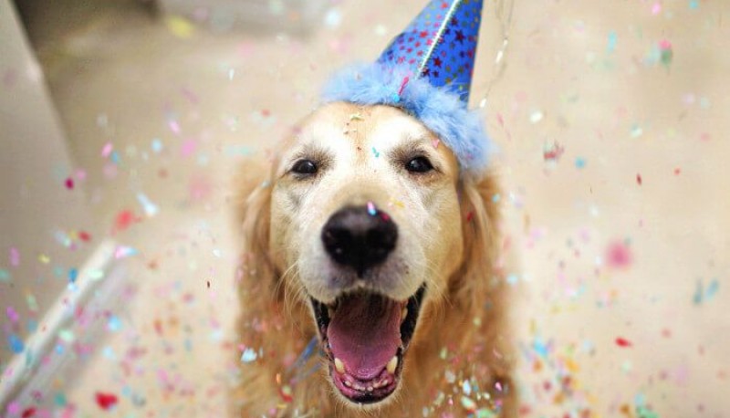 Cumpleaños de perro. (Pinterest)