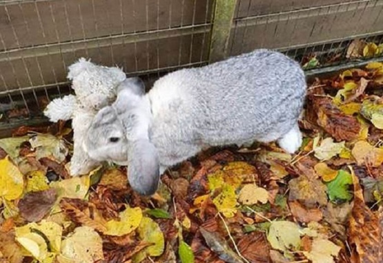 Las imágenes del conejo con su peluche se volvieron virales. 